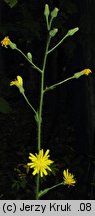 Hieracium barbatum (jastrzębiec gałęzisty)