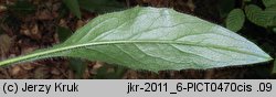 Hieracium barbatum (jastrzębiec gałęzisty)