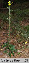 Hieracium barbatum (jastrzębiec gałęzisty)