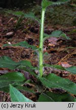 Hieracium barbatum (jastrzębiec gałęzisty)