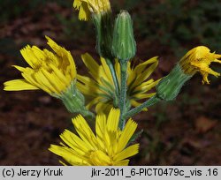 Hieracium barbatum (jastrzębiec gałęzisty)