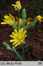 Hieracium barbatum (jastrzębiec gałęzisty)