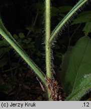 Hieracium barbatum (jastrzębiec gałęzisty)