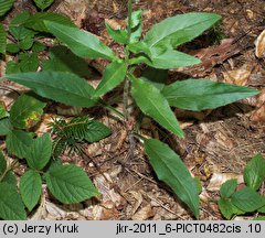 Hieracium barbatum (jastrzębiec gałęzisty)