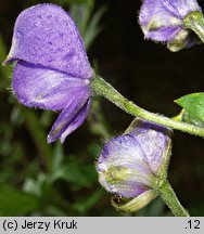 Aconitum firmum ssp. moravicum (tojad mocny morawski)