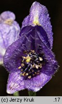 Aconitum firmum ssp. moravicum (tojad mocny morawski)