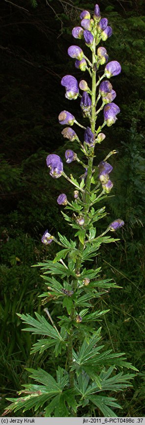 Aconitum firmum ssp. moravicum (tojad mocny morawski)