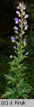 Aconitum firmum ssp. moravicum (tojad mocny morawski)