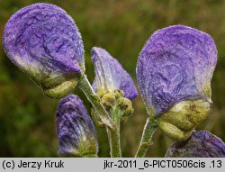 Aconitum firmum ssp. moravicum (tojad mocny morawski)