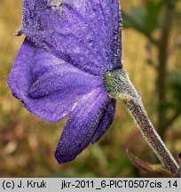 Aconitum firmum ssp. moravicum (tojad mocny morawski)