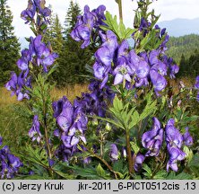 Aconitum variegatum (tojad dzióbaty)