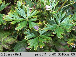 Aconitum firmum ssp. moravicum (tojad mocny morawski)