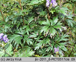 Aconitum variegatum (tojad dzióbaty)