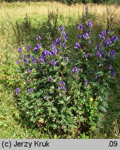 Aconitum variegatum (tojad dzióbaty)