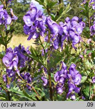 Aconitum variegatum (tojad dzióbaty)