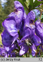 Aconitum variegatum (tojad dzióbaty)