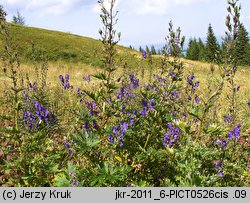 Aconitum firmum ssp. moravicum (tojad mocny morawski)