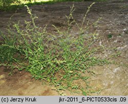 Atriplex patula (łoboda rozłożysta)