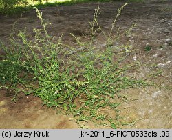 Atriplex patula (łoboda rozłożysta)