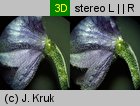 Aconitum firmum ssp. moravicum (tojad mocny morawski)