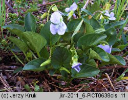 Viola canina s.str. (fiołek psi)