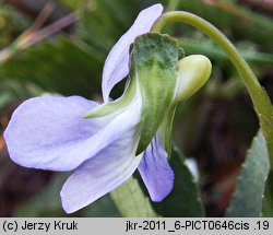 Viola canina s.str. (fiołek psi)