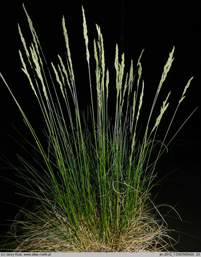 Festuca ovina s.str. (kostrzewa owcza s.str.)