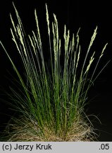 Festuca ovina s.str. (kostrzewa owcza s.str.)