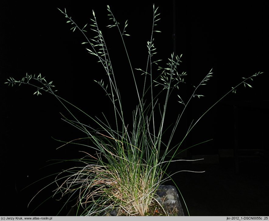 Festuca duvalii (kostrzewa Duvala)