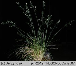 Festuca duvalii (kostrzewa Duvala)