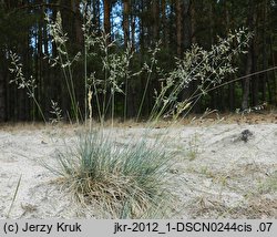 Festuca vaginata (kostrzewa pochwiasta)