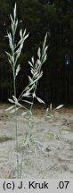 Festuca vaginata (kostrzewa pochwiasta)