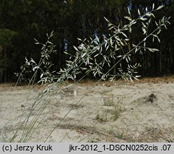 Festuca vaginata (kostrzewa pochwiasta)