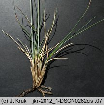 Festuca vaginata (kostrzewa pochwiasta)