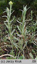 Helichrysum arenarium (kocanki piaskowe)