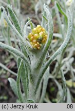 Helichrysum arenarium (kocanki piaskowe)