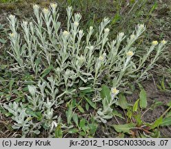 Helichrysum arenarium (kocanki piaskowe)