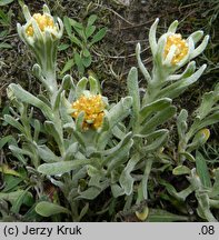 Helichrysum arenarium (kocanki piaskowe)