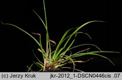 Carex distans (turzyca odległokłosa)