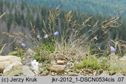 Poa babiogorensis (wiechlina babiogórska)