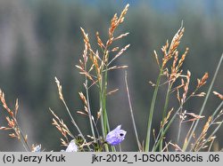 Poa babiogorensis (wiechlina babiogórska)