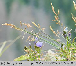 Poa babiogorensis (wiechlina babiogórska)