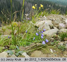 Hieracium bifidum (jastrzębiec siny)