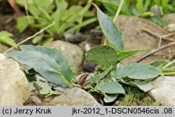 Hieracium bifidum (jastrzębiec siny)