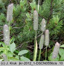 Phleum commutatum (tymotka alpejska)