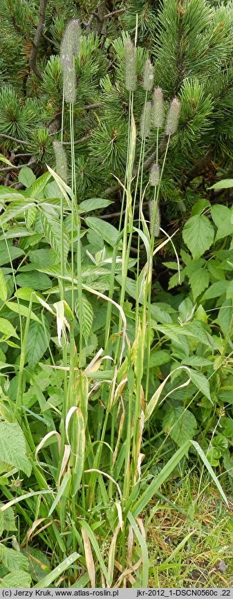 Phleum commutatum (tymotka alpejska)