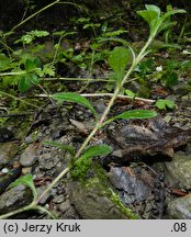 Cerastium sylvaticum (rogownica leśna)