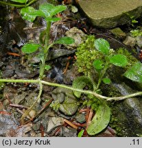 Cerastium sylvaticum (rogownica leśna)