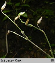 Cerastium sylvaticum (rogownica leśna)