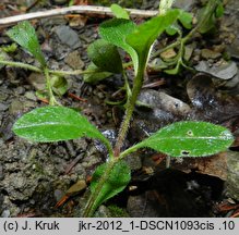 Cerastium sylvaticum (rogownica leśna)